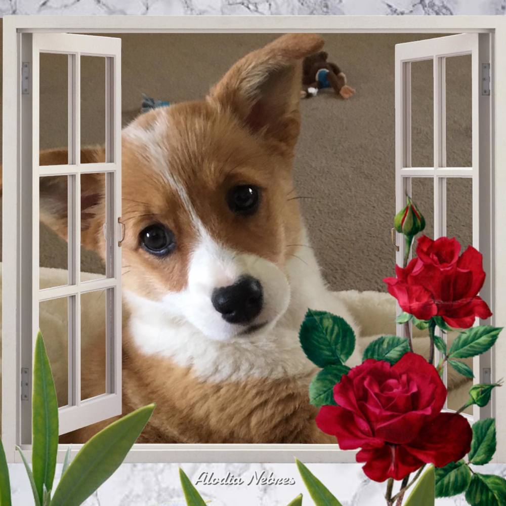 Meet your Posher, Kristy